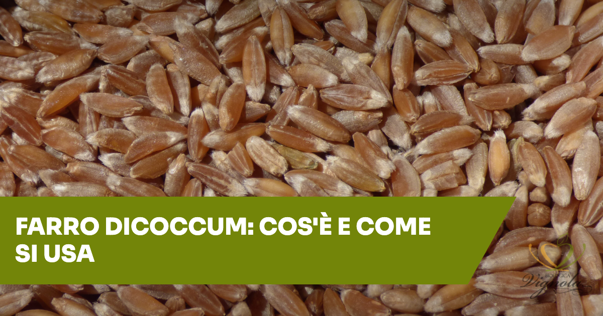 Farro dicoccum: cos'è e come si usa in cucina