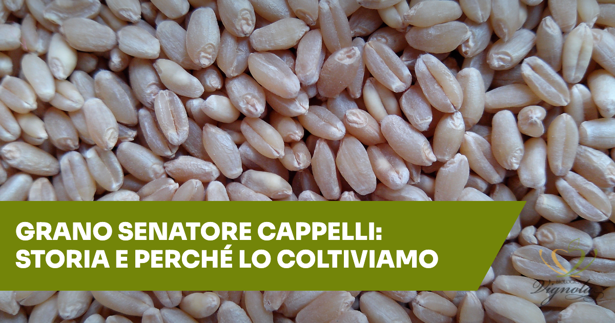 Grano Senatore Cappelli: cos'è, storia, perché lo coltiviamo