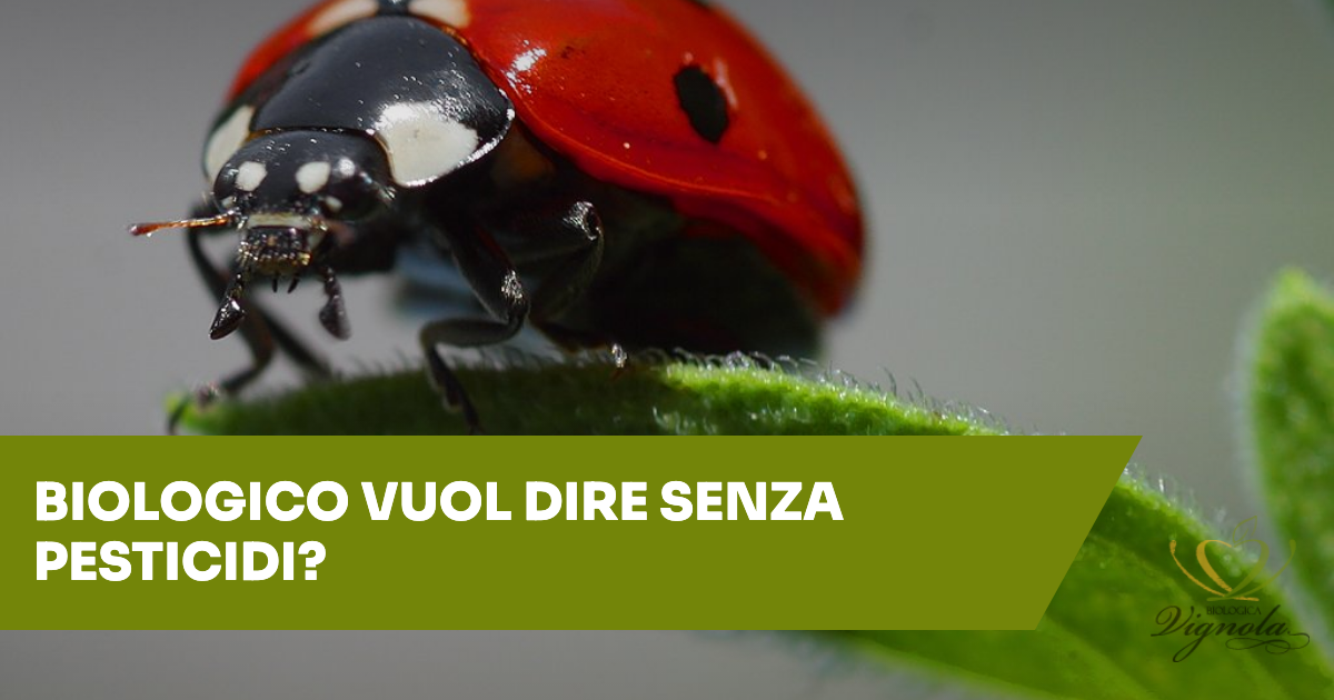 Biologico vuol dire senza pesticidi? Cosa dice la legge