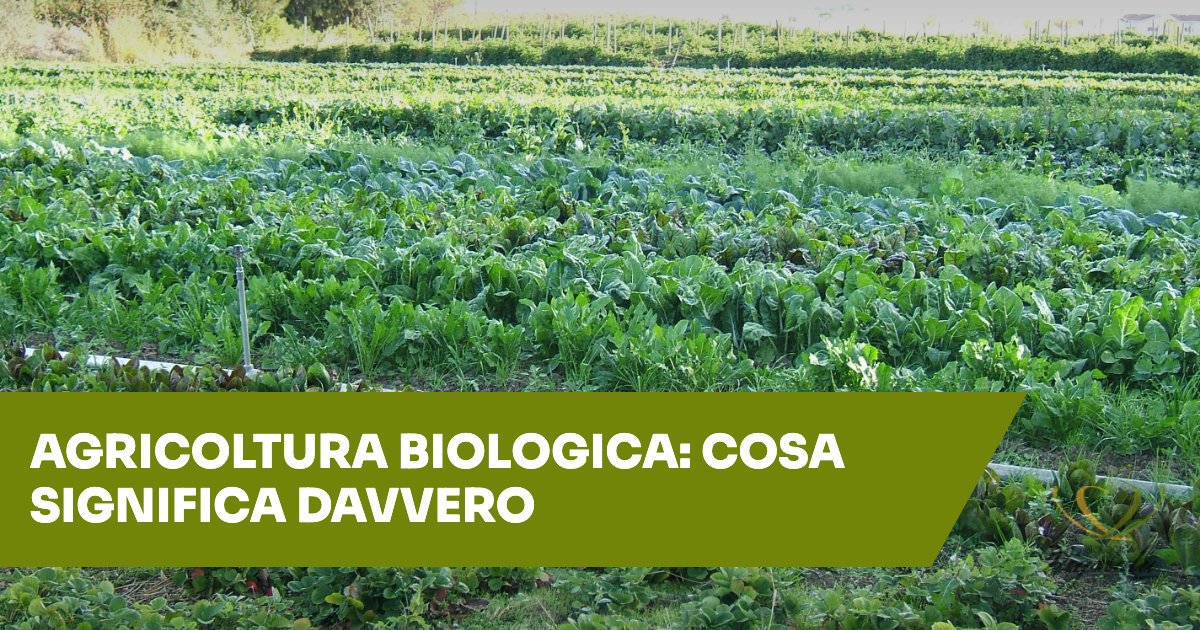 Agricoltura biologica: cosa significa davvero "bio"
